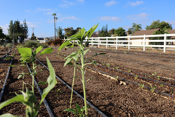 Tomatoes grow on Gable Farms.